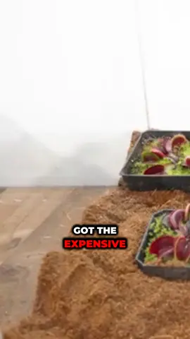 Can a Venus Flytrap Eat a Black Widow? (Pt. 2) #fyp #trending #foryou #viral #foryoupage 