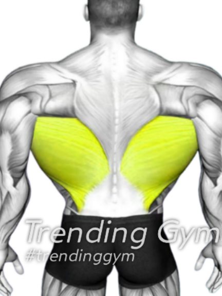 8 Fastest Huge Back Exercises (Wide Lats) #back #backworkout #backexercise #creatorsearchinsights 