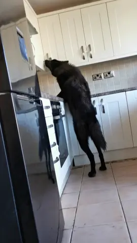 A young very mischievous Jetty trying to help herself into cupboards, the importance of cupboard locks 🖤🐾🐺  #wolfdog #wolf #fyp #reels #animals #explore 