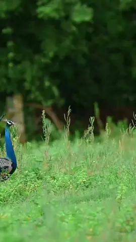 #peacock #dance #entertainment #trending #viral #video #bird #usa #UK #fyp 
