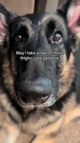 Locked #dogtok #1min #longervideos 