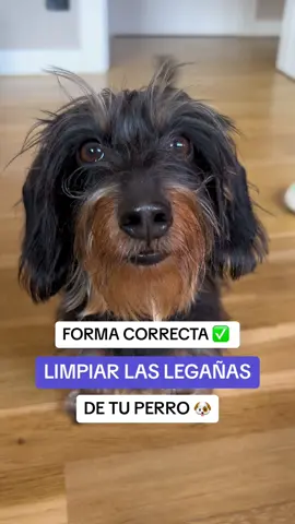 Forma correcta ✅ de limpiar las legañas de tu perro 🐶 #doghealth #perrosfelices #perrostiktok #doglovers #dogmom #higiene #ocular #educacioncanina 