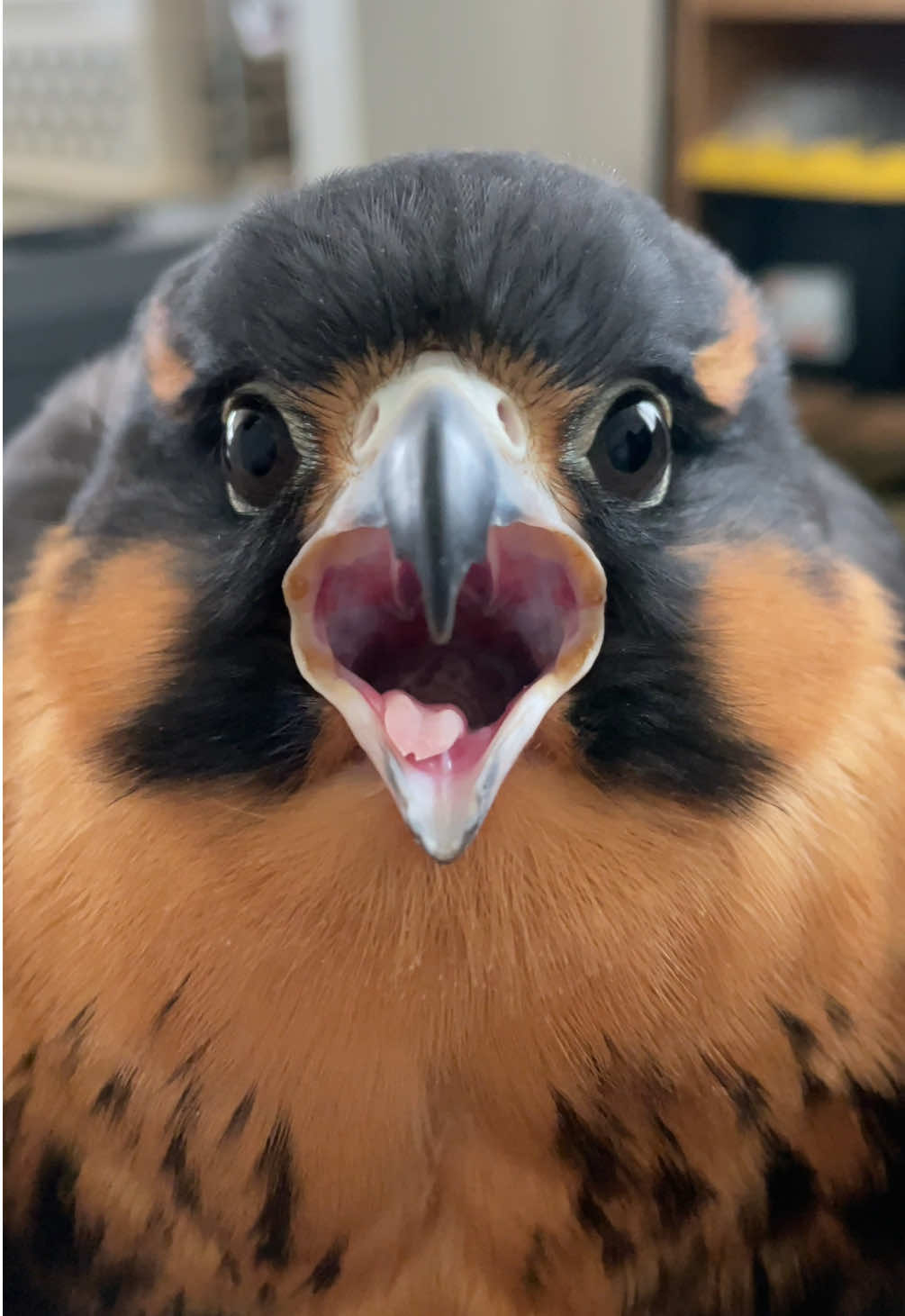 The tongue. 😆 #aplomadofalcon #birdsofprey 