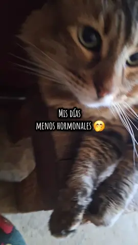 Cuando llega oliendo a 3lt. de perfume y vestido de negro 🤤🥴❤️ #gata #mascotas #cutecat #catstiktok #funnycats #gato #gatostiktok #foryou #catsoftiktok #cat #catlover #videosdegato 
