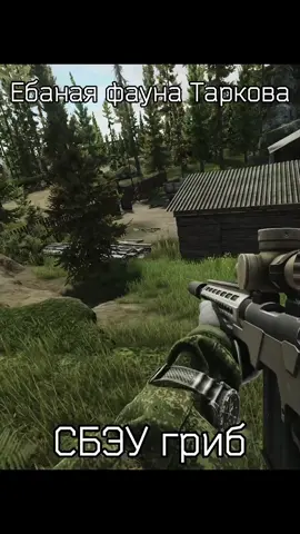 подтозиковик #escapefromtarkov #eft #тарков #тарковмемы #тарковмоменты 