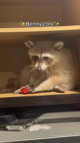 I have the goofiest, derpiest raccoon on Tik Tok, I swear. 😑🤣 Please enjoy all his antics while I cry myself to sleep with the chaos he causes. 🫩😂 Bento core is the best core we all say in unison.. #raccoon #raccoonsoftiktok #pet #fyp #bento #benny #trashpanda #cute #core #bentobox #compilation #goofy #derp #derpy #fail #animals #animalsoftiktok 
