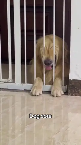 ❤️🤣 #fy #goldenretriever #golden #goldenretrieverlife #dogsoftiktok #dogtok #daschund #doglife #doglovers 