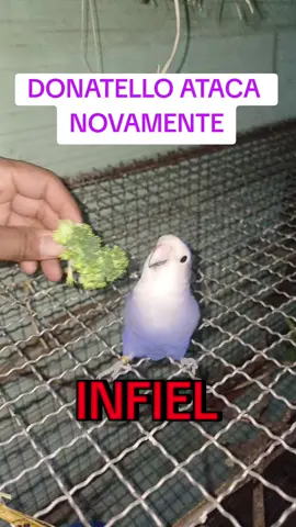 #calopsita #calopsitas #calopsitasnotiktok #aves #avesbrasil 