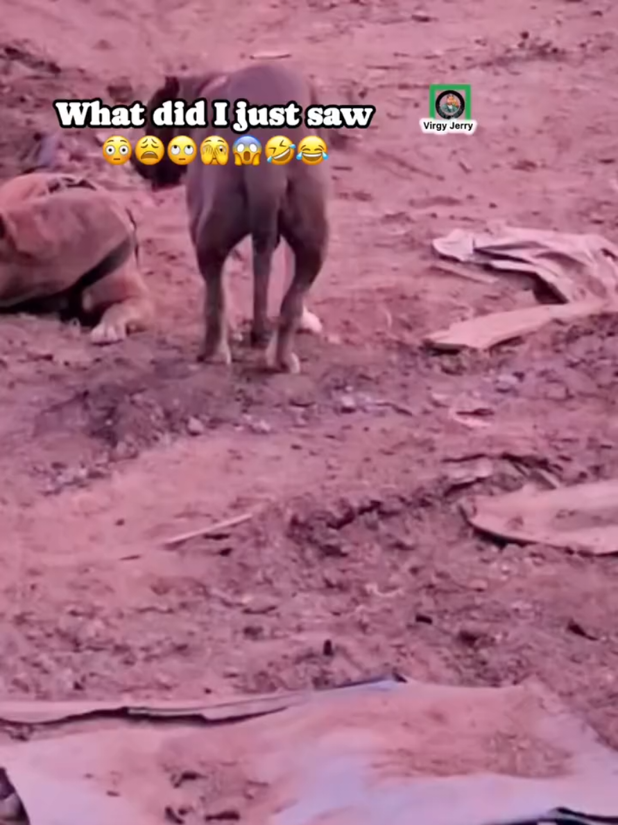 #tiktoknews #funny #tiktok 