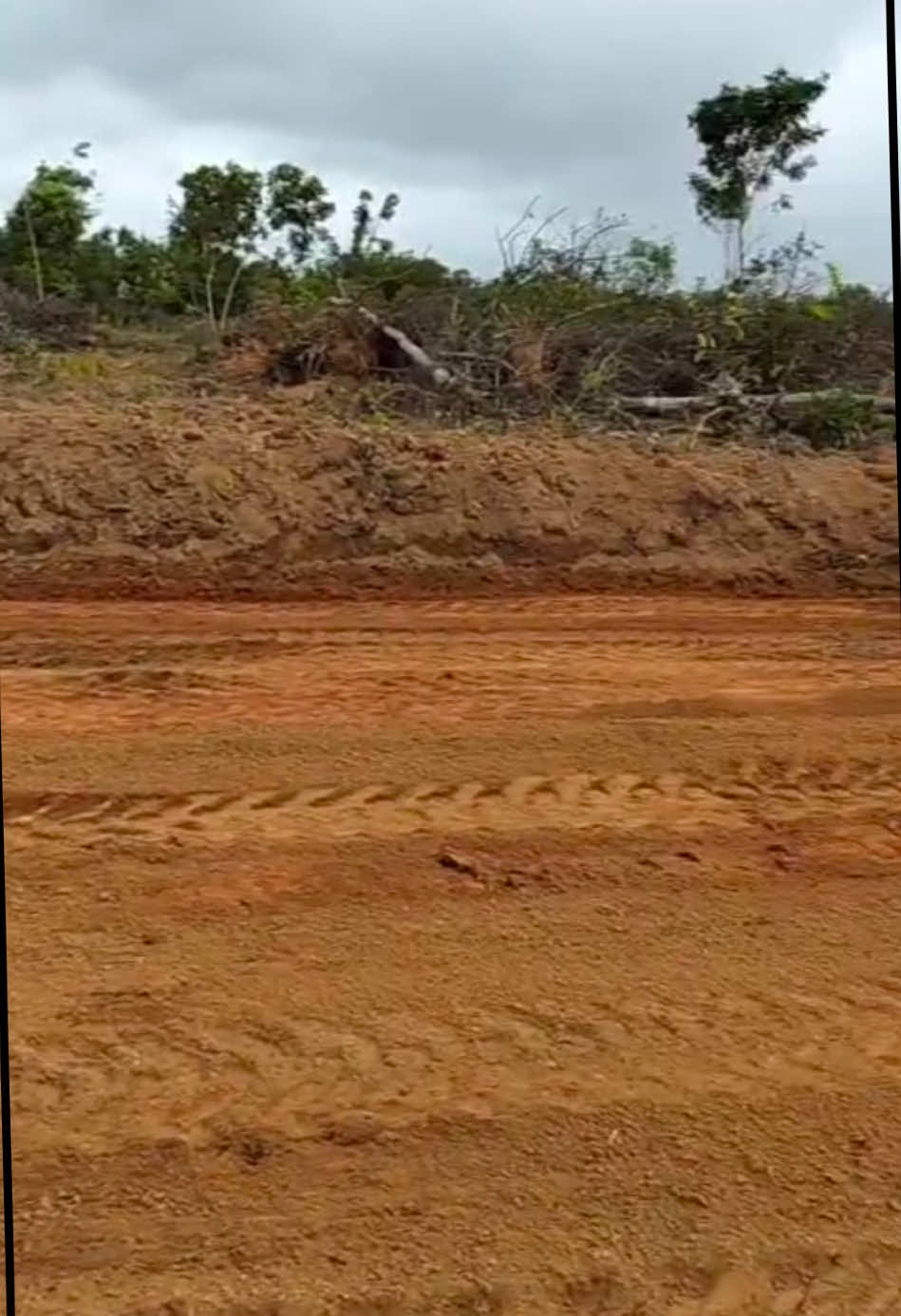 Pembuatan sarana jalan kavling kebun buah premium #kebundurian #kebunalpukat #kebunkelengkeng #kavling #kebun #viraltiktok #property #kebunbuah #banjarbaru #banjarmasin #kalimantanselatan 