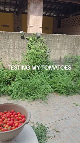testing my tomatoes 