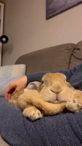 Cuddle bug 🥰 #cuddlebug #cuddlebuddy #bunnylove #furever #rescuepets 