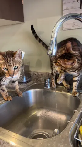 We posted two variations of this clip of Benny & Dahlia. Which one did you see first? #rescuedcat #rescuedcats #BestFriends #hybridcat #hybridcats #wildcat #wildcats #wildcatsanctuary #bigcatsanctuary #sanctuary #sanctuarylife #catsanctuary #nonprofitsofinstagram #mnnonprofit 