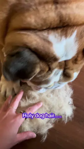 This thing is crazyyyyy. Never got so much hair off of him before! Excited to see how this helps with his shedding. Also it’s so satisfying I have a new hyperfixation #shedding #dogbrush #englishbulldog #cutedog #tiktokshop #doghair 