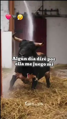 ❤️#𝐭𝐚𝐮𝐫𝐢𝐧𝐨