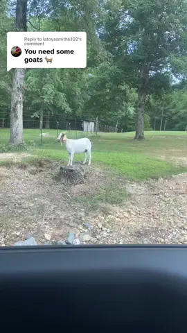 Replying to @latoyasmith6102 two wont make a dent but i gotta EASE my neighbors into this lol #theagcapitalpb #blackfarmers #urbanfarming #goats #emu 