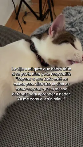 La vida sucede en medio del caos, no después de él #cat #reflexion #frase #psicologia #facts #frasesmotivadoras #desarrollopersonal 