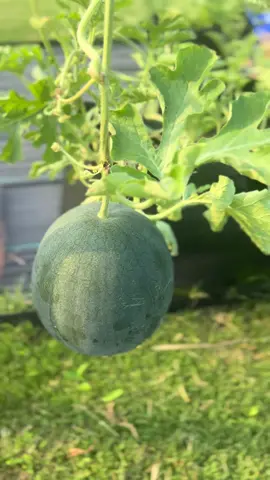 This is my first time growing watermelon. I’m excited and patiently waiting for harvest time🍉 #gardening #sugarbaby #containergarden #fypシ #gardentok #watermelon #homegrown 