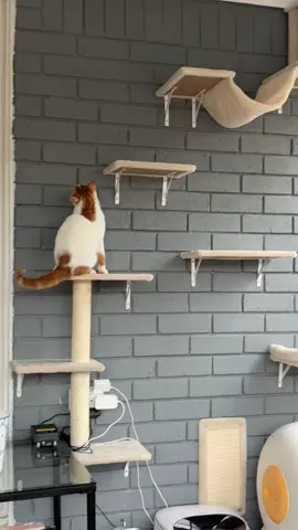 Happy cat 😸 #cat #kitten 