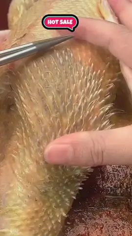 Plucking machine, feather cleaning  #newtrend #hustlefree #trending #affiliatemarketing #affordable 