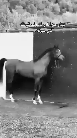 #خيل_وخياله🐎 #خيل_وخياله #خيل_وخياله🐎🖤ماشاءالله_اللهم_بارك🧿♥️ 