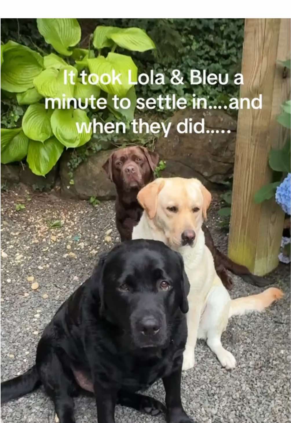 I realized that just looking at them makes all my worries disappear….🤎🖤💛I call it the LBB Effect🥰#thelbbeffect #lov#lov#peaceandlovegs #labrador #for #foru #trendingabsoftiktok #happy #dog #dogmom #foryou #foryoupage #foryoupageofficiall 