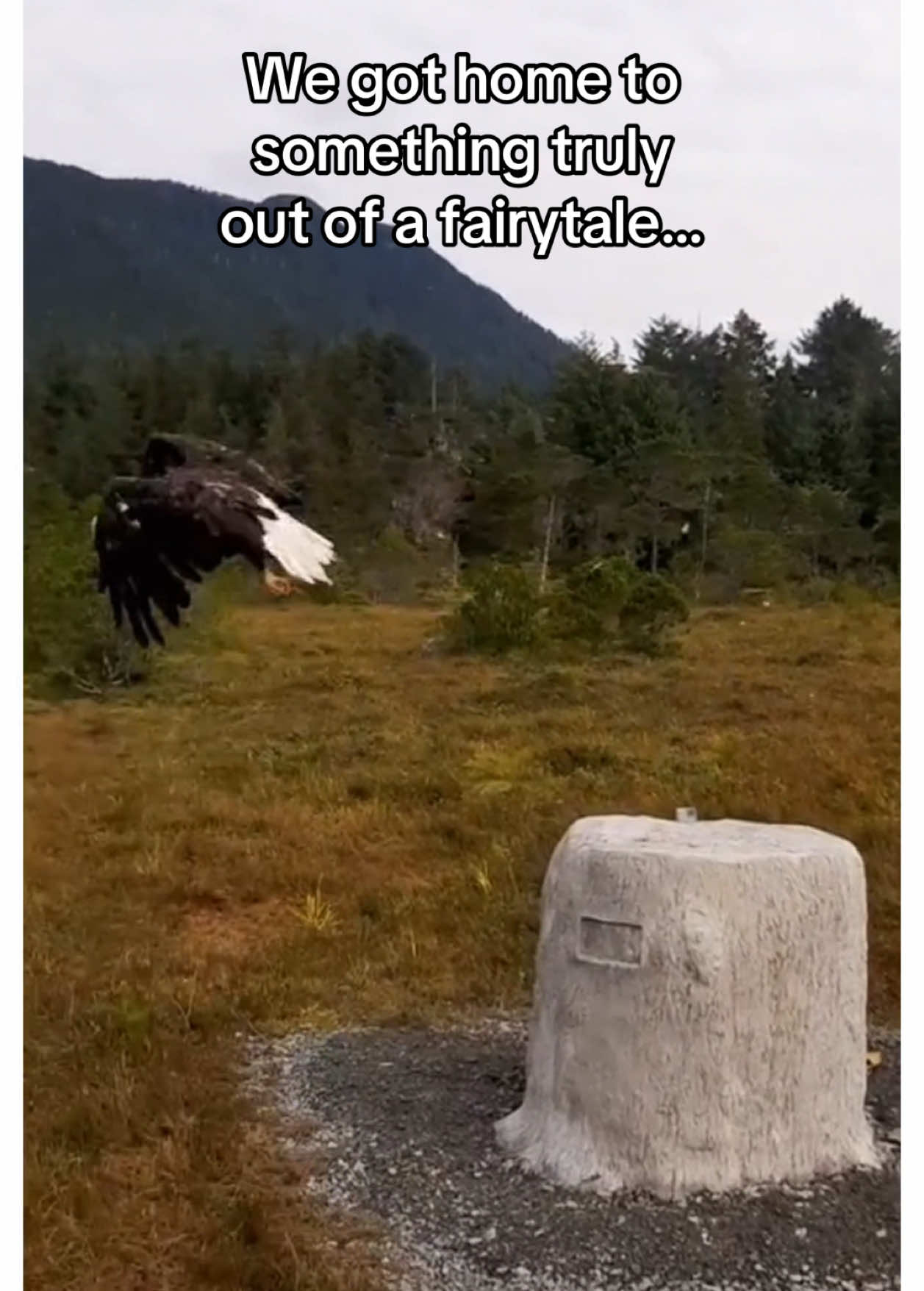 He remembered my son years later… #wholesome #animals 