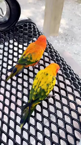 #sunconure #drake #parrot #lake 