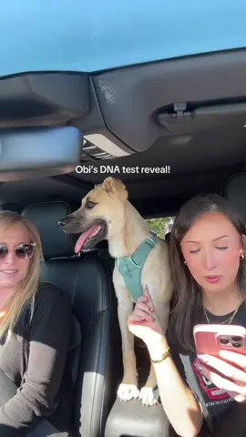 So excited to know what breeds Obi is! Also so many I would have NEVER guessed!!?!!??? Highly recommend doing a DNA test if you have a rescue dog, it was so fun to find out! #dogdnatest #dnaresults #rescuedog #rescuepuppy #wisdompanel #belgianmalinois #pitbull #germanshepherd 