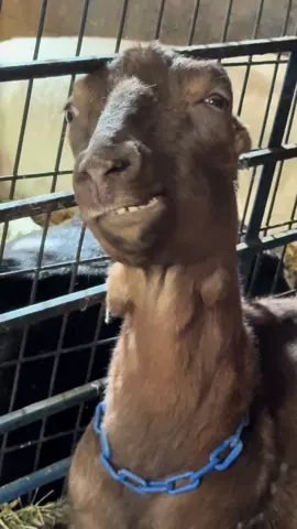 🫣 #goattok #goats #goat #goatsoftiktok #earlessgoats #earlessgoat #lamanchagoat #lamanchagoats #lamanchadairygoats #lamanchadairygoat #dairygoats 