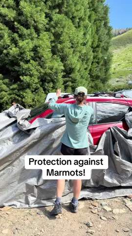 Cover your car before you hike…. or else!  #nationalpark #sequoianationalpark #backpacking #Hiking #marmot 