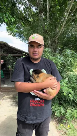 Estos animales no son mascotas!!! #animales #AprendeEnTikTok #animalestiktok #primates 