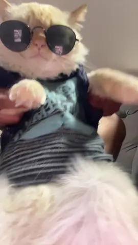 #catsoftiktok 