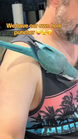 #pets #birds #parrot #parrots #parrotlife #parrotslove #parrotsoftheworld #birds of instagram #talkingparrots #quakerparrots #parrotaddict #papagali #papagalivorbitori #calugar #cuteness#funnyvideo