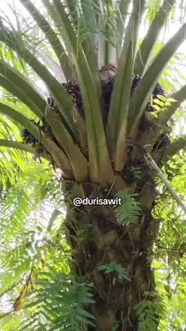 kerja ku kuli sawit bu!!!#tobadak #mamujutengah #durisawit #kulisawit 