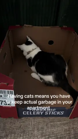 Send me all your boxes pls  #fyp #catsoftiktok #petlife #tiktokpets #foryoupage #PetsOfTikTok #cattiktok #foryou #cat #kittensoftiktok 
