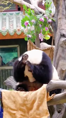 Funny panda🤣🤣 Let’s become pandas #funny #panda #funnyvideo #tiktok #fpy #Foryou #cute #haha #core #usa 