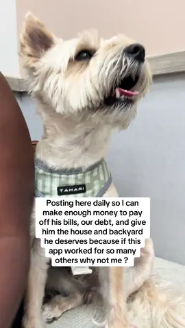 Another $1k added to his vet bills for the year. This little man has cost me almost $5k this year alone in emergency vet bills. 🥲 I’m just a single dog mom trying to survive in this economy 🥹 #millenialsoftiktok #dogmomsoftiktok #makemoneyontiktok #tiktokcreators #letitallworkout 