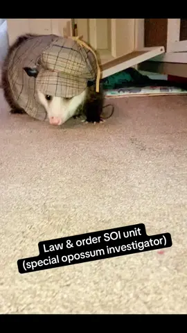 #detective #sherlockholmes #opossum #mystery #crime #investigate 