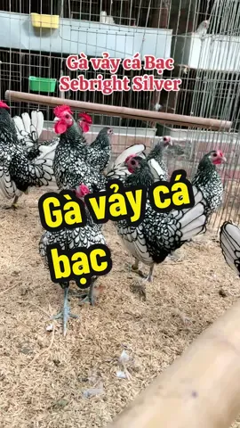 Gà vảy cá bạc. #gavayca #gavaycadaicat #gavaycabac #quangnamfarm #gakieng #gacanh #trangtraigacanh 