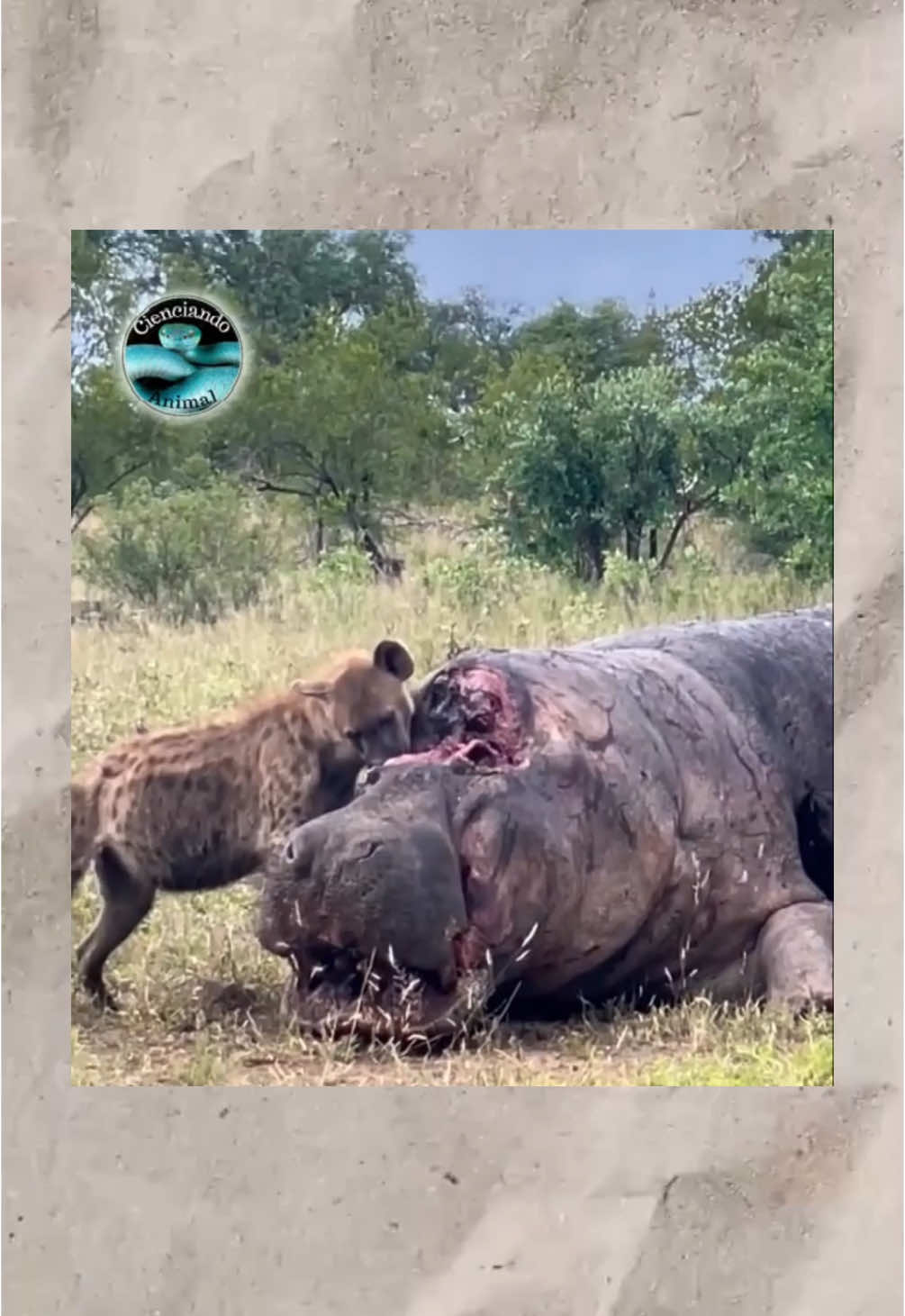 #gabogabb #animales #SabiasQue mordida hiena 