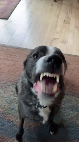 He’s barely a pitbull but this audio is so them #pitbull #terrier #pitbullterrier #rescue #golden #goldenretriever #duo 