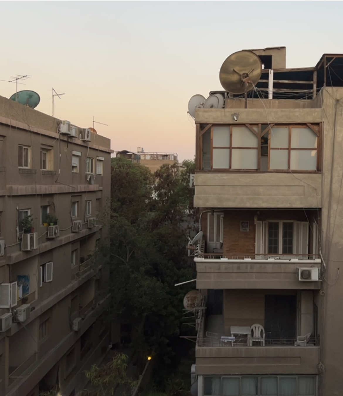 good morning cairo birds 