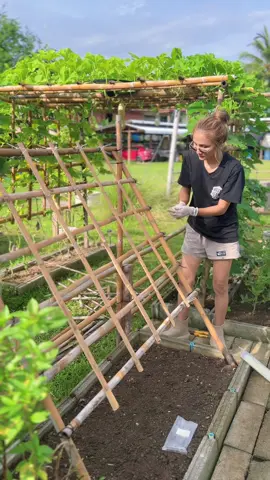 ค้างแตงกวาใบเตย ปลูกไว้กินหน้าฝนกันจ้า🥒 #วลัยฟาร์ม🌻 #ความสุขในสวน🌈 #ผู้หญิงทำสวน #ปลูกผักสวนครัว #ผักปลอดสารพิษ 