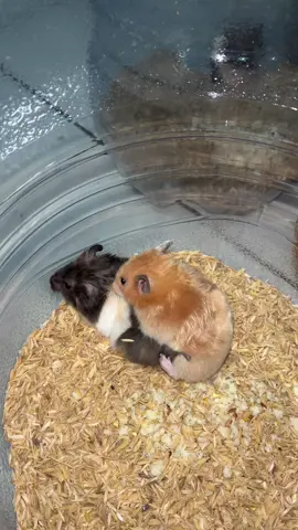 lanjutt😹 #fyp #hewanpeliharaan #hamster #hamsters #hamsterlover #hamsterlucu #hamster_team🐹 #hamstersoftiktok #hamstersyirian #syiriantrico #syirianyellowsatin 