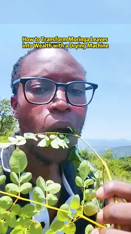 How to Transform Moringa Leaves into Wealth with a Drying Machine#moringa #moringapowder #dryingmachine #foodprocessing #dehydrator #dryermachine #fyp #fouryou #fypppppppppppppp #xuhongtiktok 