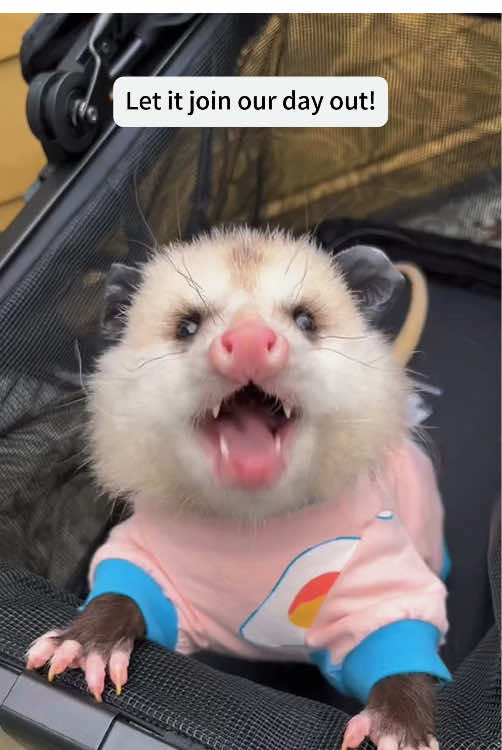 My boyfriend rescued an opossum in the heavy rain,and then…#Love #fyp #pet #opossum#happy #lovely #funny 