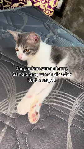 Begitulah kira kira #fypシ #lewatberandamuhfyp 