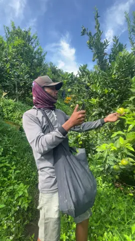 Wong lio ngerti opo🤒#drjeruk #jerukmalang #siemmadumalang🍊🍊🍊🍊🍊 