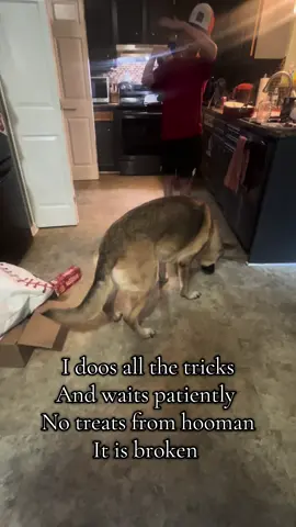 Treat gun fail. #shepherd #germanshepherdsoftiktok #germanshepherddog #tricks #fortreats #notreats #fail #broken #confused #puppers #Kai #Alexander 